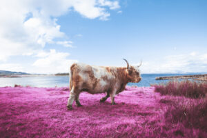 Kodak Cow PInkLemonade Submission Augustin Cross
